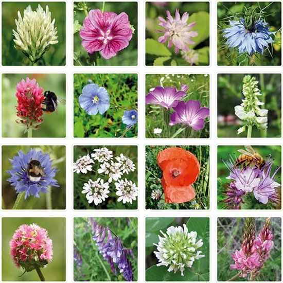 Blossombs gift box small lucky gardening